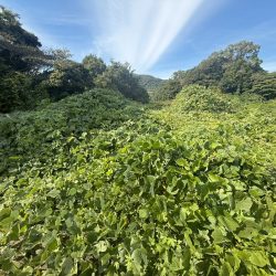 宗像市多禮 売地 約40坪